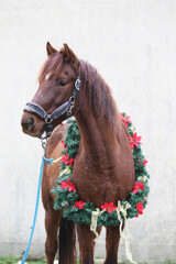 Adorable young mare with festive wreath decoration as a New Year and Christmas mood