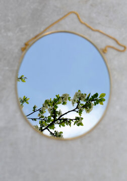 Reflection of a blooming tree