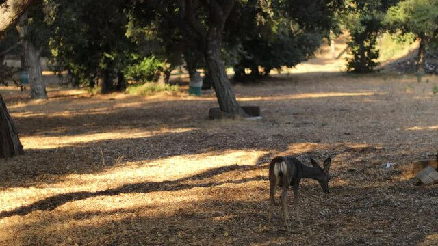 Deer in a goldfield