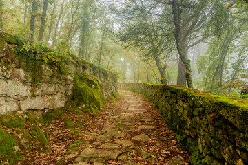 Forest stone road path in Galicia, Spain