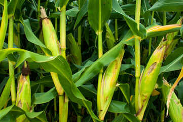 Corn field, corn on the cob