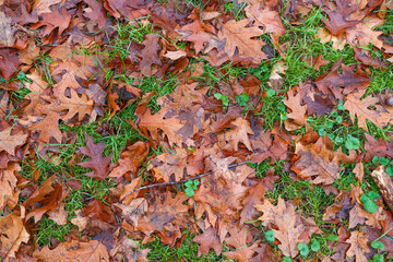 Fototapeta na wymiar Wet orange fallen leaves lie on grass and moss in an autumn meadow, seasonal colorful conceptual background texture photo