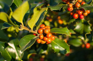 Holly branches with fruits (Ilex aquifolium)