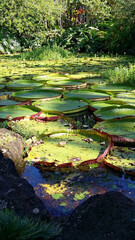 Lilly pads 