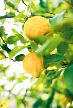 lemons