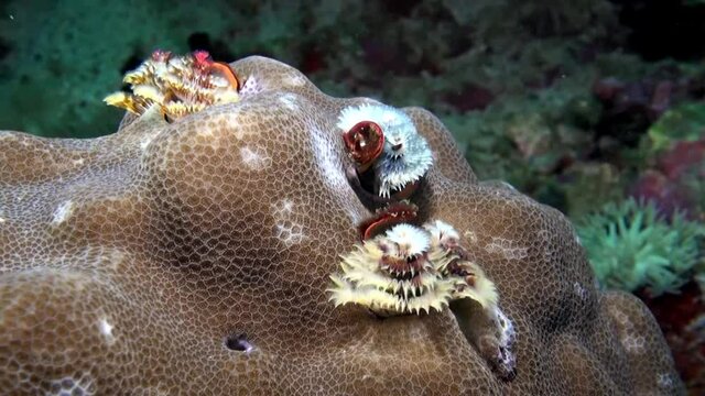  
Christmas Tree Worms (Spirobranchus giganteus) Emerging from Their Tube - Philippines