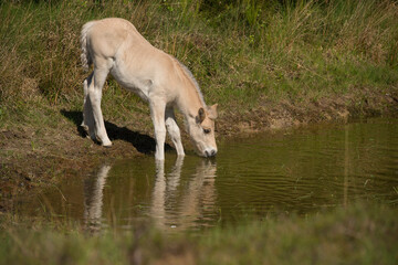 Cute young Norwegian  Fjord horse foal outdoors on a sunny day drinking from a pond