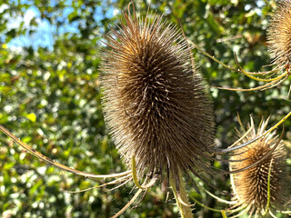 Banksia, growing near the roadside in, Guiseley, Leeds, UK