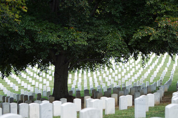 Tree shading headstones in military cemetery, Arlington, Virginia, United States