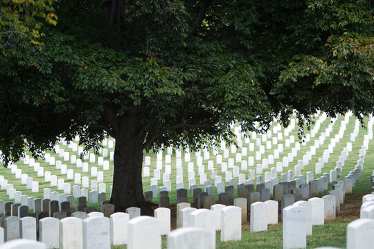 Tree shading headstones in military cemetery, Arlington, Virginia, United States