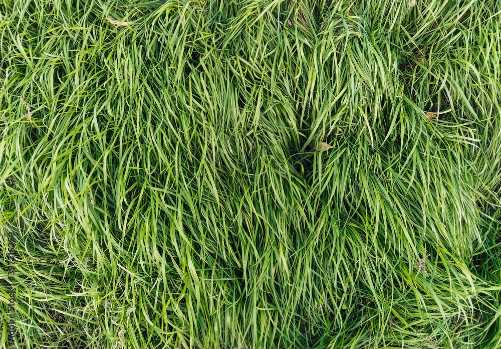 Wall mural Texture, background of long, tall green grass close-up. Photography, copy space.