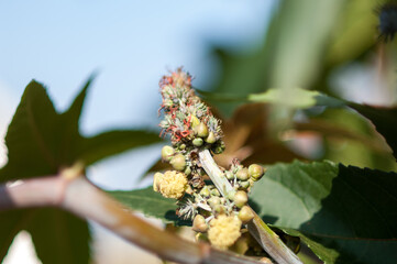 Obraz premium Castor oil plant, Ricinus communis