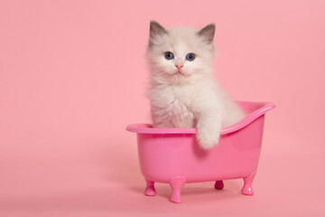 Cute ragdoll cat kitten sitting in a pink bathtub on a pink background looking at the camera with its paw over the edge over the bathtub