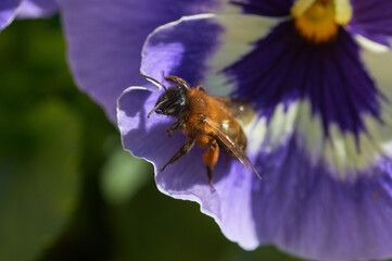 Pszczoła odpoczywająca na kolorowym kwiatku o nazwie bratek