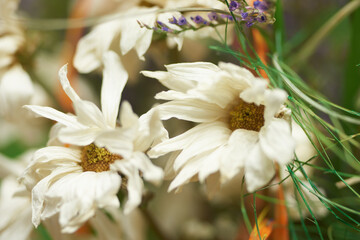 Pochylone białe kwiaty usychają powoli © Tomasz