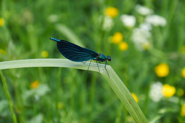 Fototapeta Niebieska ważka odpoczywa nad rzeką, na liściu zielonej trawy obraz