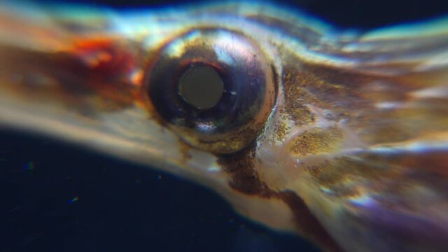 Close-up. Rotating eye of a Wide-nosed pipefish (Syngnathus variegatus),  Red Book Ukraine, Black Sea