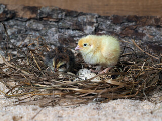 Newborn quail in a nest with quail eggs