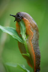 Dorodny ślimak smacznie zajada zielony liść. © Tomasz
