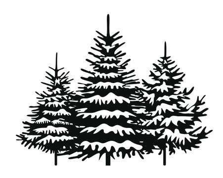 Black Spruce Trees with Snow. Winter illustration. Vector background.