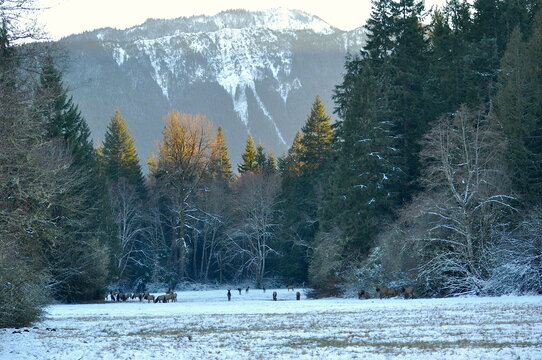Elk Herd in the Valley