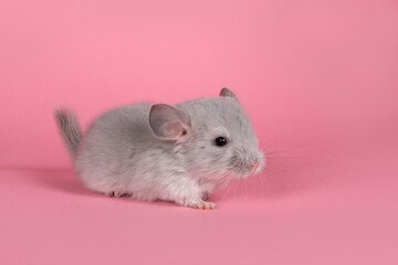 Cute gray baby chinchilla looking at the camera on a pink background