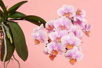 Fototapeta na wymiar Blooming pink orchid flowers with green leaves on a pink background