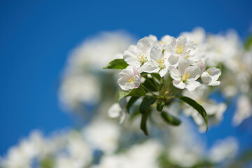 Białe kwiaty jabłoni na tle niebieskiego wiosennego nieba - obrazy, fototapety, plakaty