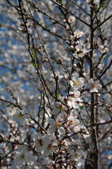 Almond tree blooming in spring