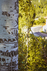 Close-up poplar tree trunk. 