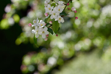 Fototapeta Gałązki jabłoni w wiosennych kwiatach z pięknym rozmyciem tła obraz