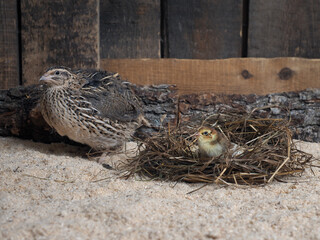 Quail bird on the nest with eggs. The birth of chickens