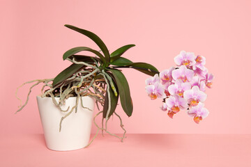 Blooming pink orchid in a flowerpot on a pink background