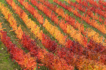 yellow and red rows of vineyards in Tuscany in the Chianti Classico area. Autumn season, Italy