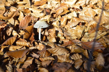 Pilz zwischen Laub im Sonnenlicht