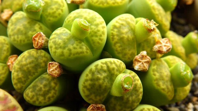 Mesembs (Lithops sp.) is a species of Lithops found in South Africa