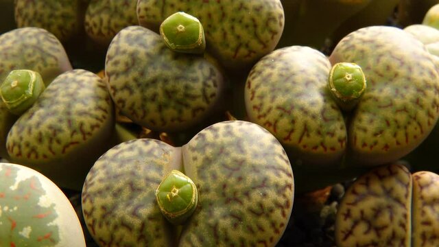 Mesembs (Lithops bromfeldii) is a species of Lithops found in South Africa