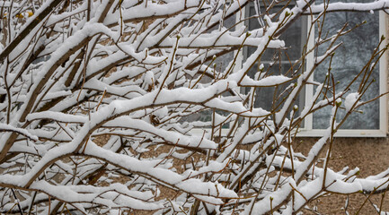 Snow-covered branches of a lilac Bush during a snowfall, copying the space