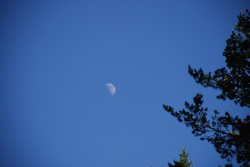 Half moon and pine branches.
Summer evening. Dark blue clear sky. There is a crescent moon in the sky. Near fluffy pine branches
