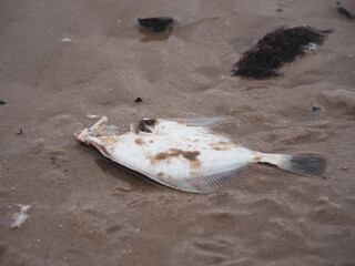  dead white fish lies on the beach