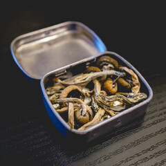 Little metal box with hallucinogenic mushrooms (psilocybin)
