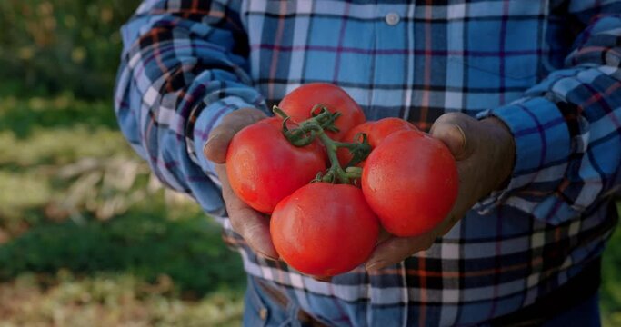 Farmer hands holding organic tomatoes on a farm