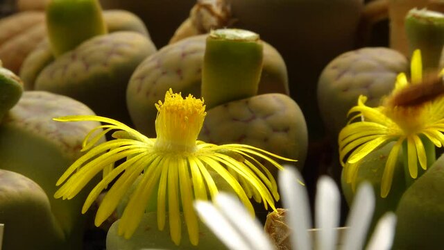 Pollination with a brush of a flower of the African plant (Lithops sp.)