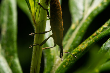 An insect on a leaf. Close up of insects. Insect life concept.