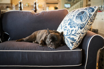 Dog laying on livingroom sofa