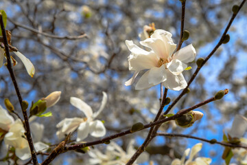 Spring flowers begin to pop