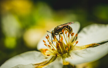 Black and yellow fly. Macro photography, close-up of a fly on a stem and a flower. Insect concept.