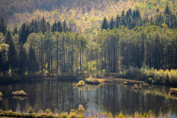 Pine Trees in Austria near a small lake.