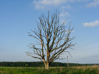 Withered lonely tree in the field