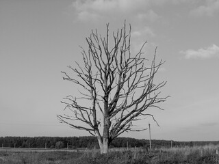 Dead withered tree in the field